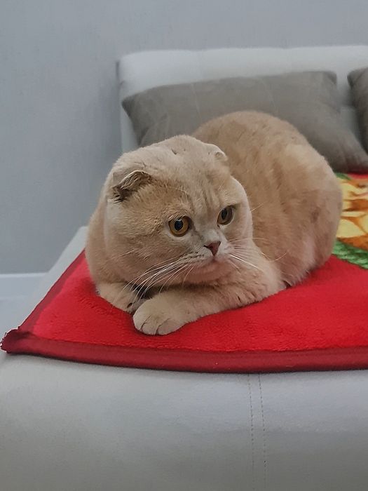 ПРОДАЕТСЯ! британский кот рыжого окраса