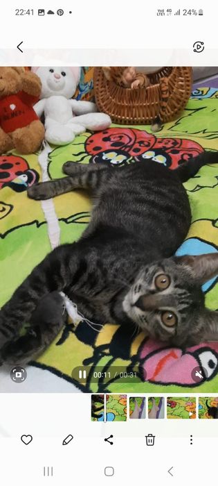 Котята домашние.