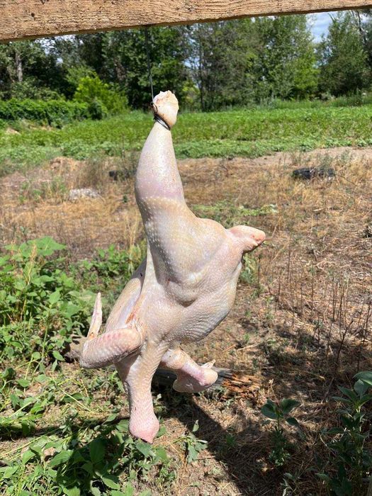 Продам мясо домашних бройлерных кур