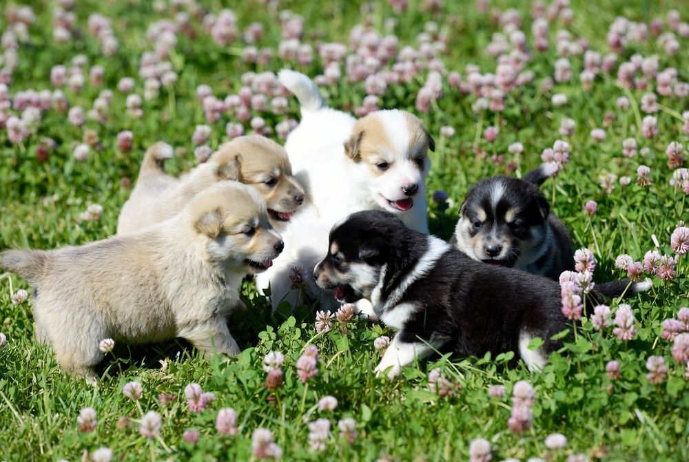 Дворянины щенки ждут любящих хозяев