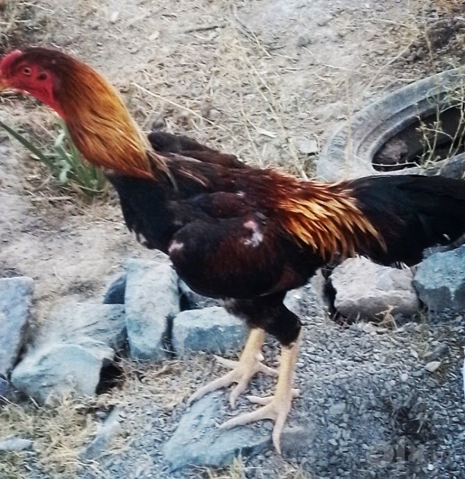Sogʻlom zoti toza