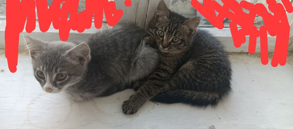 Два котёнка ждут любящих хозяев