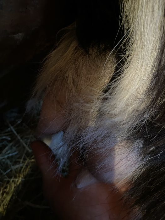 Vând capră cu lapte!