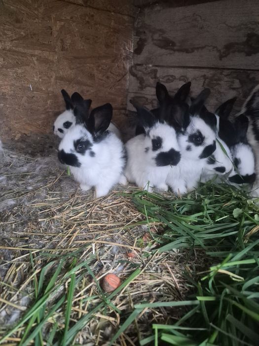 Iepurași   din rasa  Flutere german deosebit de  frumoși