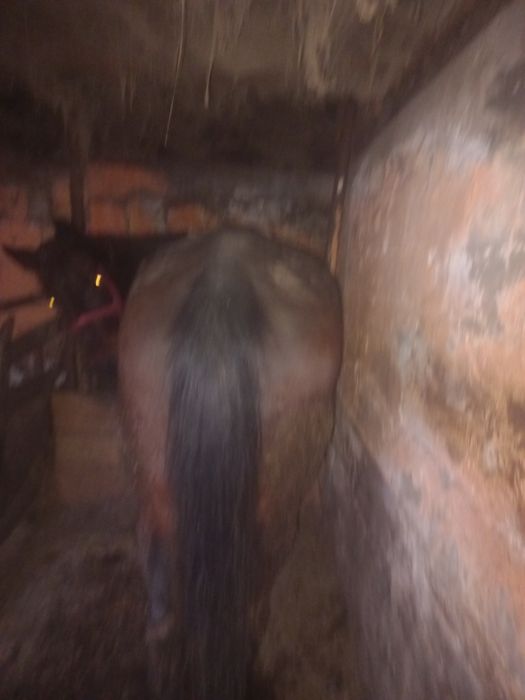 Cal de vânzare este foarte bună la ham facem orice peoba