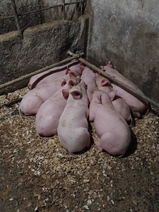 Продавам малки прасенца