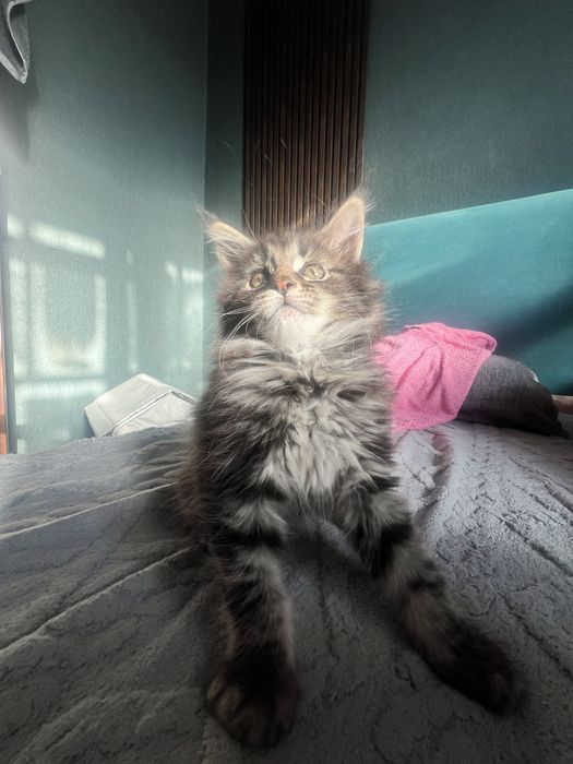 Котенок Мейн кун