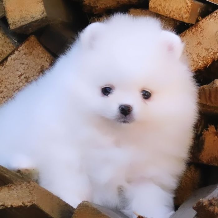 шпиц померанский щенок с документами