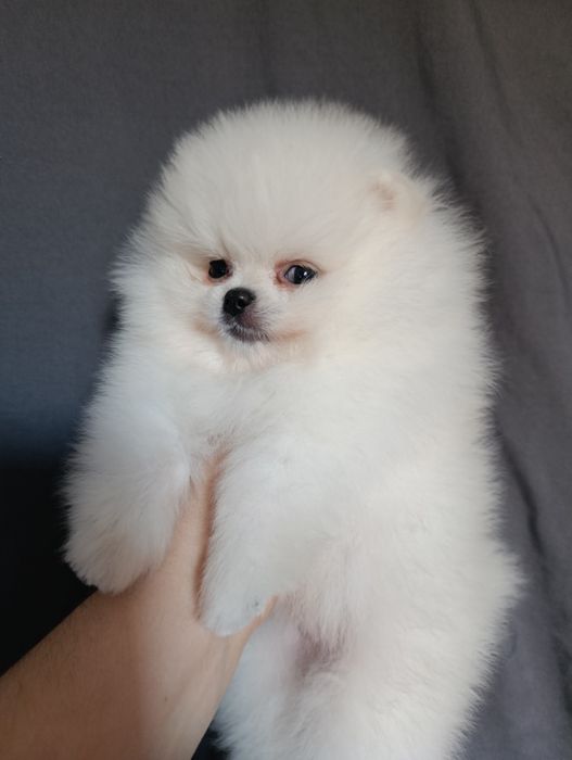 Щенки шпица мальчики и девочки