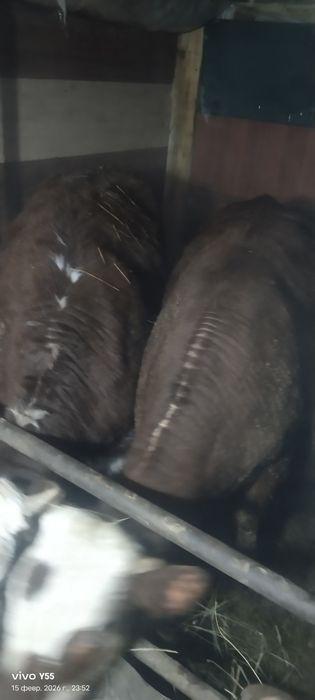 Продам молодых бычков, тёлок.