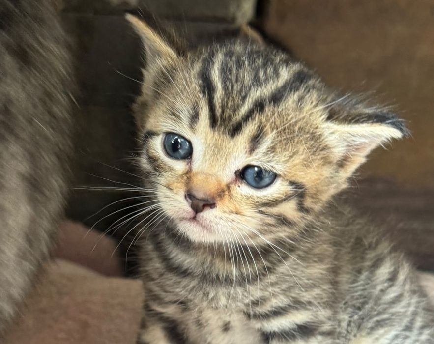 Котёнок ищет заботливого хозяина.