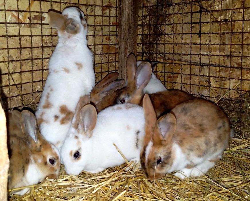 Кролики Рекс разных окрасов.