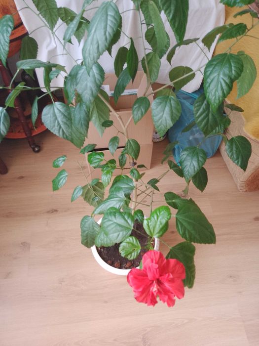 Продавам Китайска роза