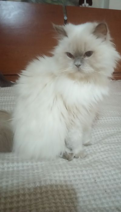 Очаровательная Бэль