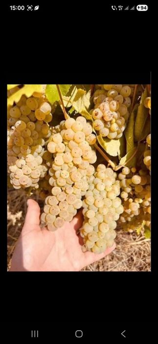 Livrez struguri pentru vin la domiciliu clientului cu transport gratis pentru detalii sunati la nr de tel 0727430117 
Avem toate soiurile