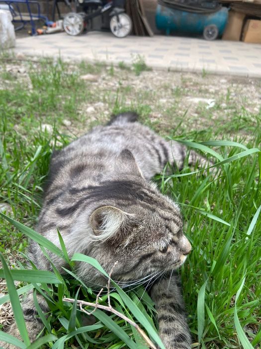 Кот-Крысолов мастер своего дела!