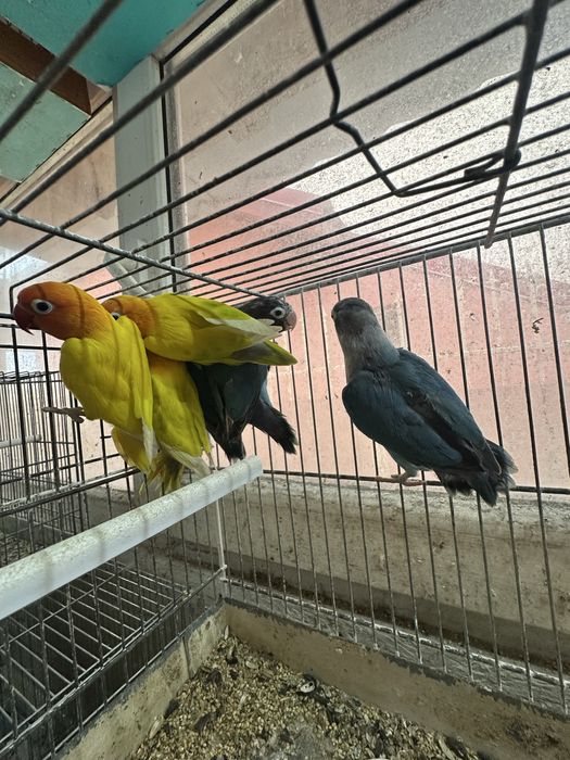 Agapornies culori variate
