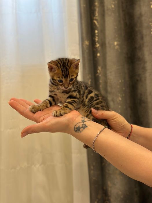 Pui de bengal , leoparzi in mibiatura , sintem in cautarea unei famili