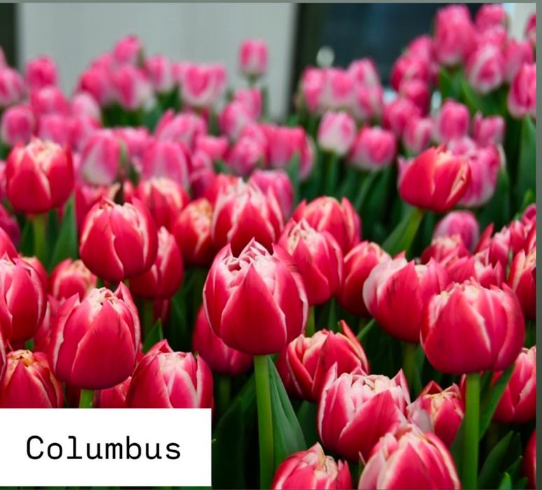 Тюльпаны оптом из собственной теплицы