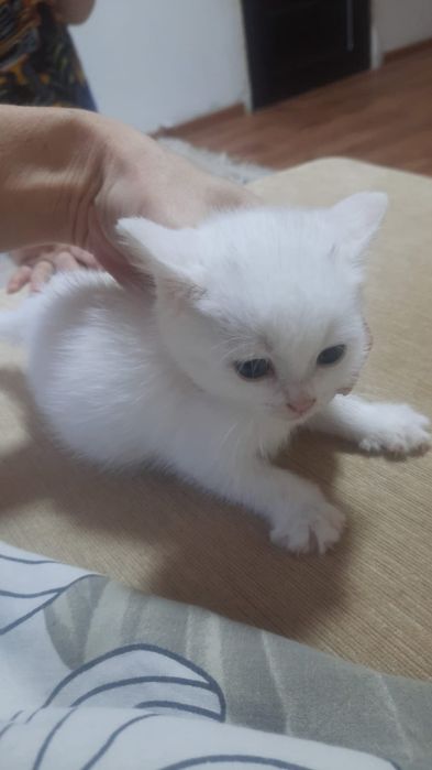 Отдам кошечку в дар