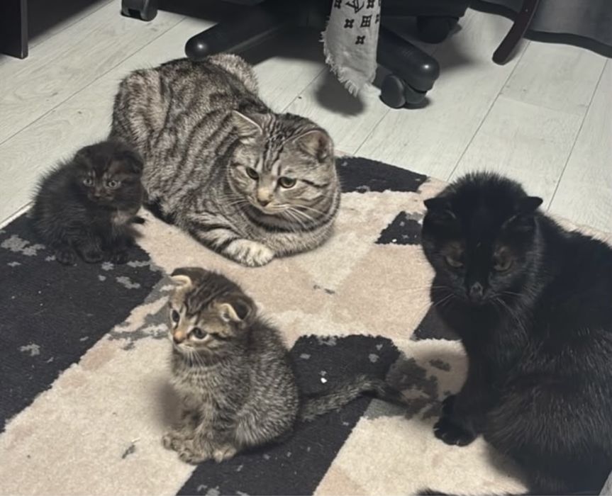 Отдам котят Вислоухие Полушатландцы