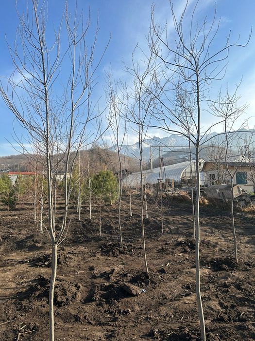 Черемуха красная 4,5метров