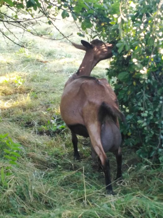 Capră alpin franceză cu ieduta