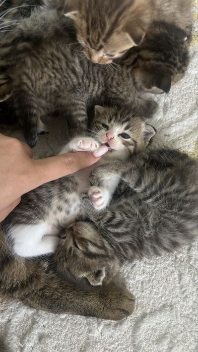 шотландская кошка