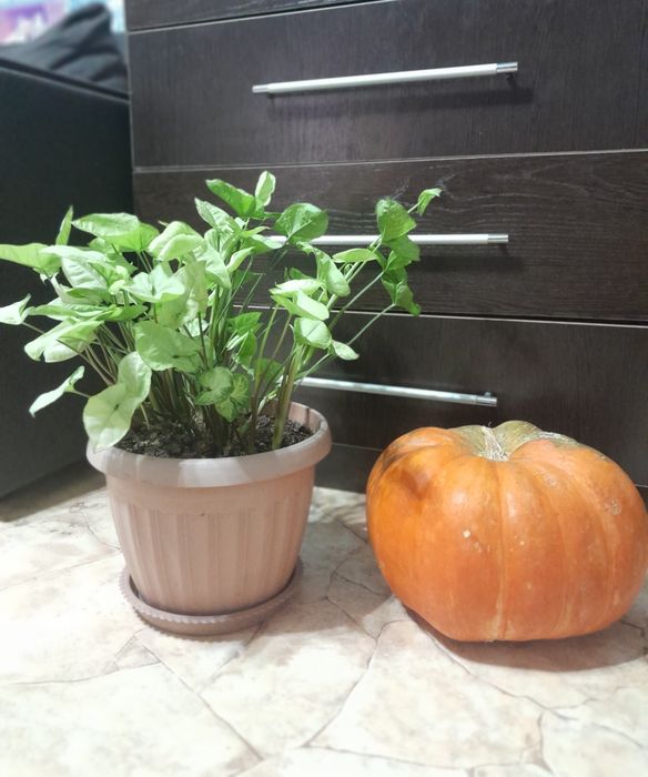 Цветы комнатные для вашего уюта