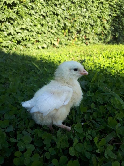 Цыплята "Леггорн"стандарт