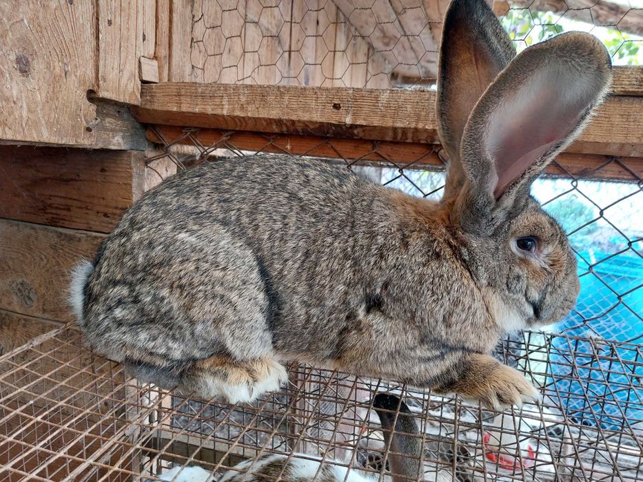 Iepuri urias gri german