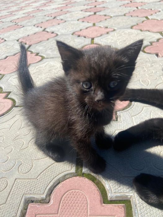 Отдам котят в хорошие руки