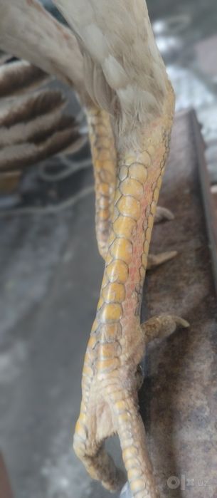 Makiyon sotiladi