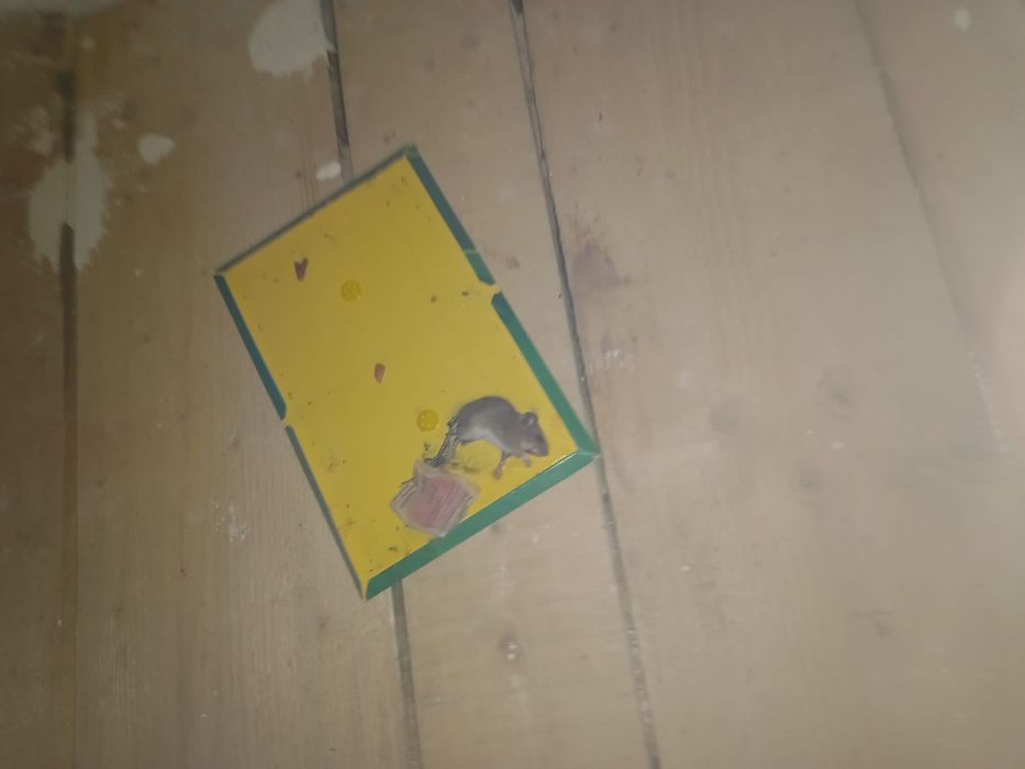 Capcana lipici pe carton pt soareci. 10 buc