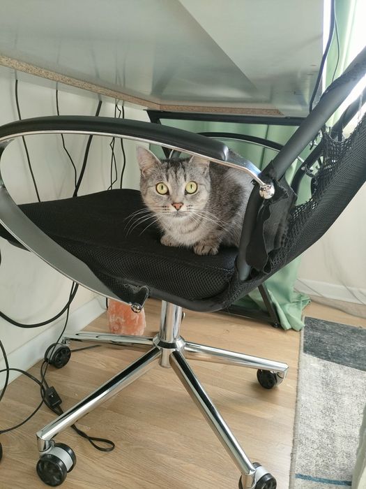 Отдам в хорошие руки кошку крысыловку бесплатно