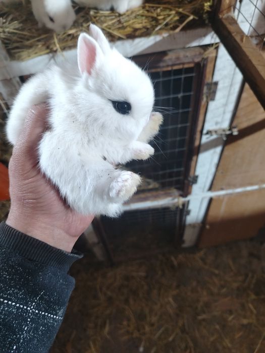 Xatot quyonlar bolari sotuvda