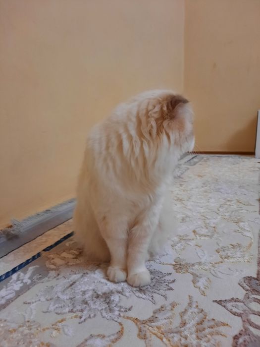 Самец, Ноёб пародали уй хайвони