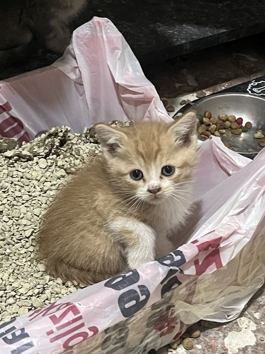 Котята в хорошие руки