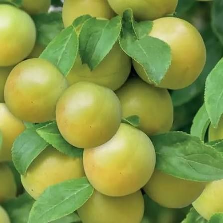 Prun Soiul White Honey