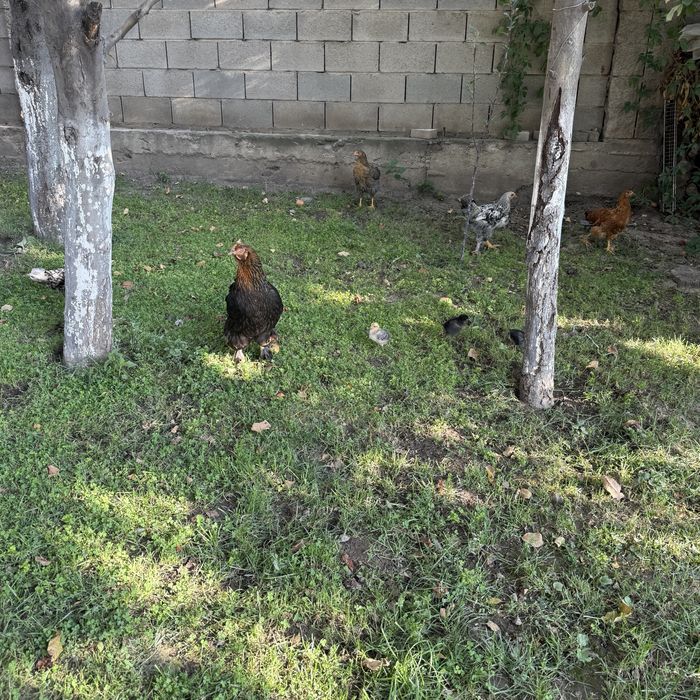 Продам квочку курицу