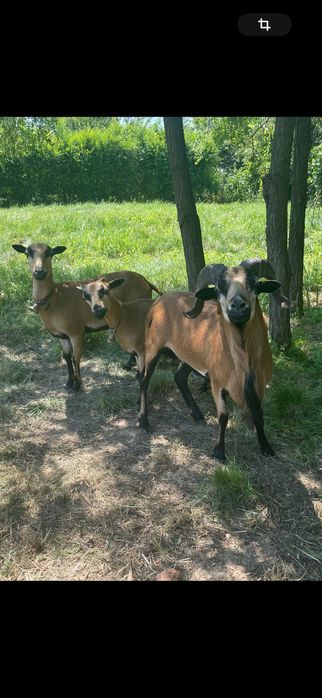 Oi si berbeci de Camerun