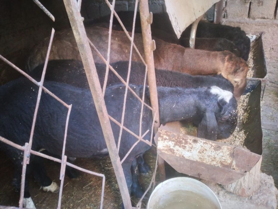 Qurbonlik uchun sifatli be nuqson qulog'i butun Quchqorllar bor