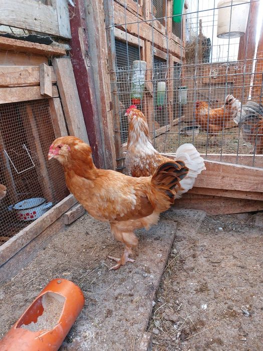 Vând cocoși Ameraucana