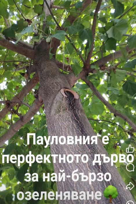 Фиданки от каталпа