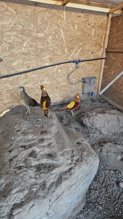 Pereche fazani auriu pe rosu.