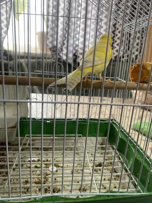 продаются канарейка самец поющий