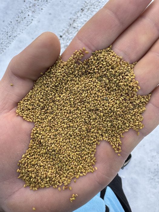 Seminte de lucerna si trifoi