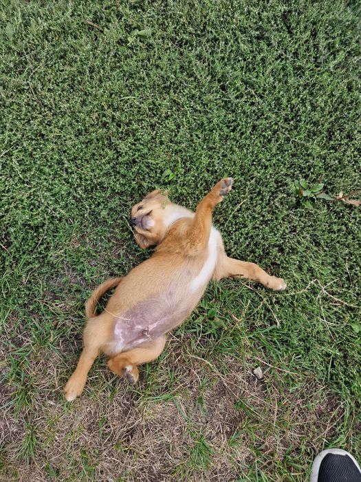 SPRE ADOPȚIE – Cățeluș de talie mică