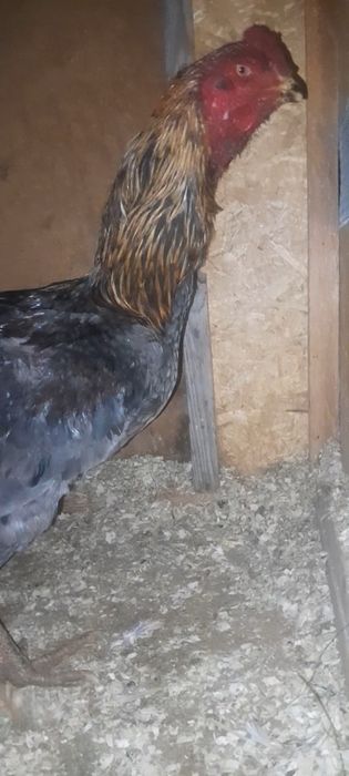 Дакан мошный зат шөже қораз