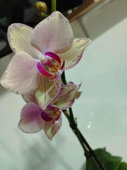 Продам цветущую орхидею